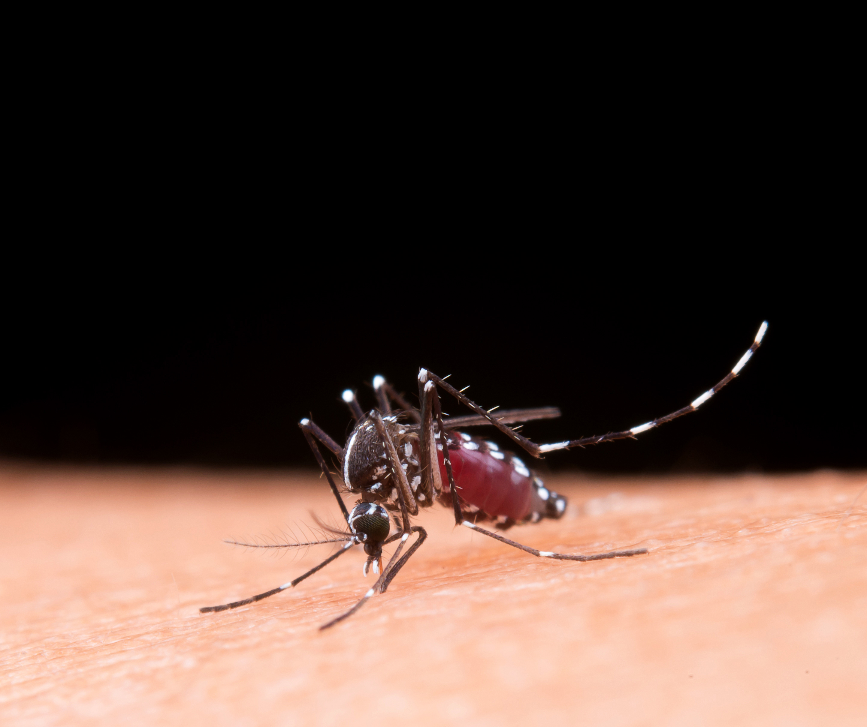 brk-release-dengue.jpg